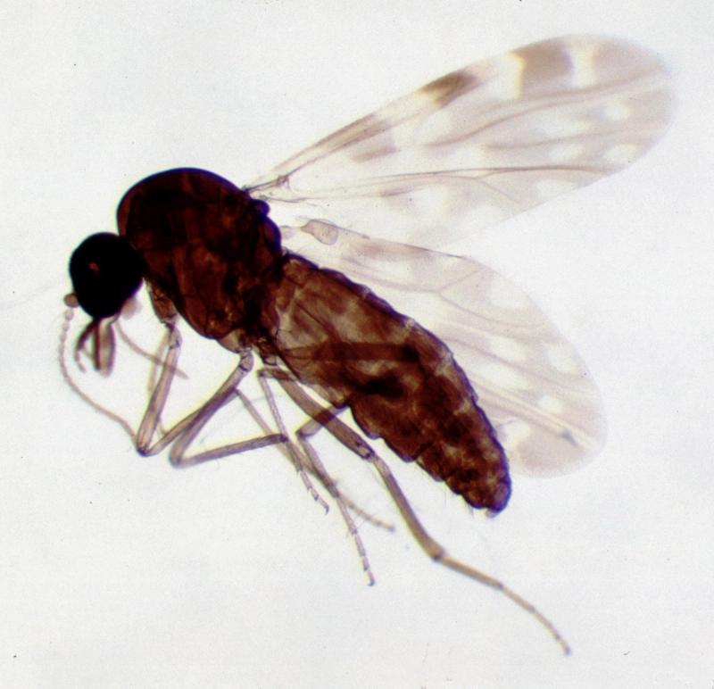 Culicoides_female_biting_midge
