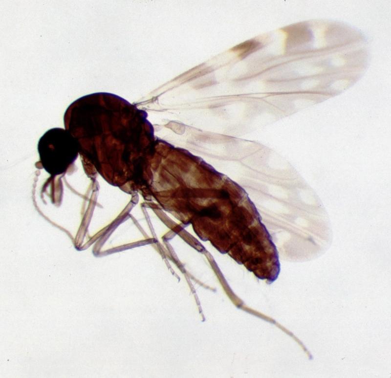 Culicoides_female_biting_midge