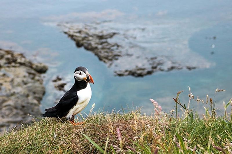 Handa Island, Scotland