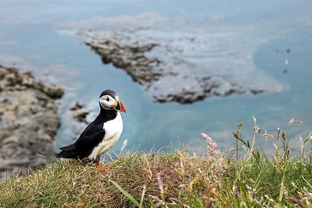 Handa Island, Scotland