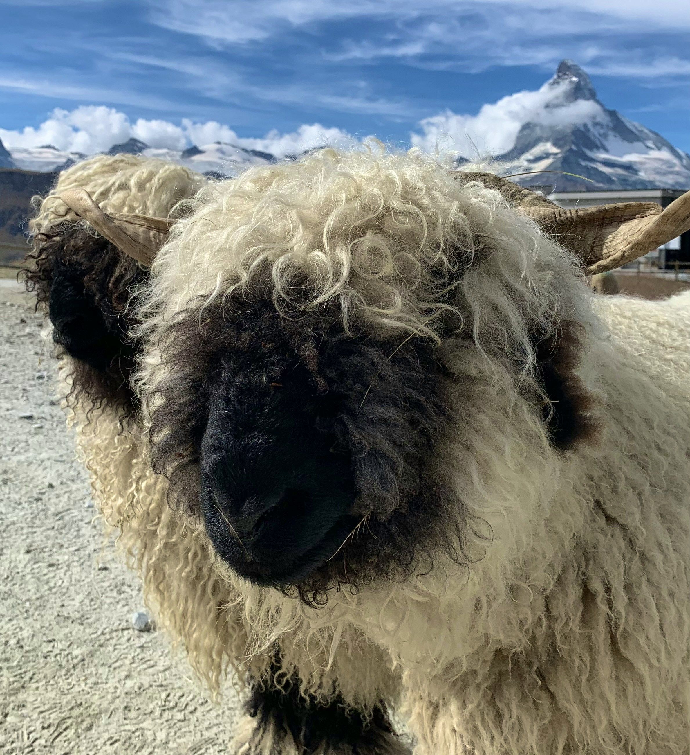 Valais Blacknose sheep close-up with the Matterhorn behind