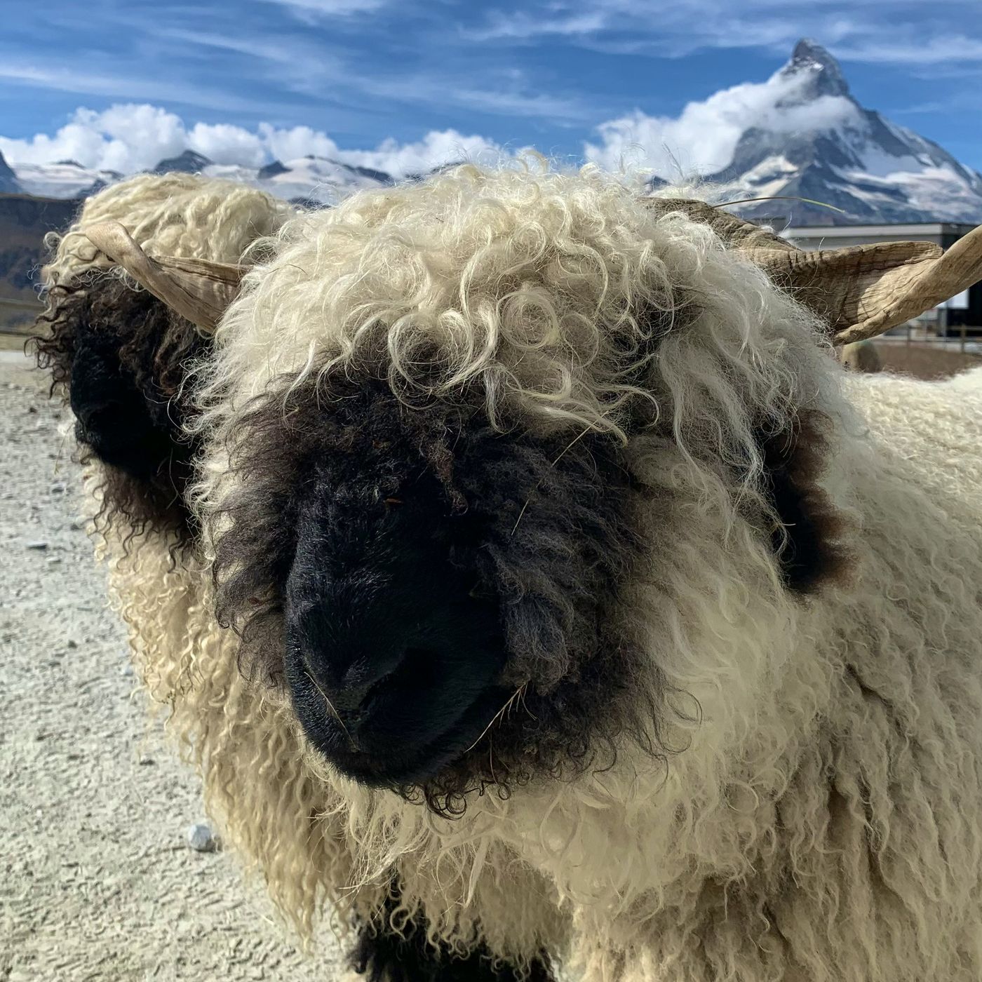 Valais Blacknose sheep close-up with the Matterhorn behind