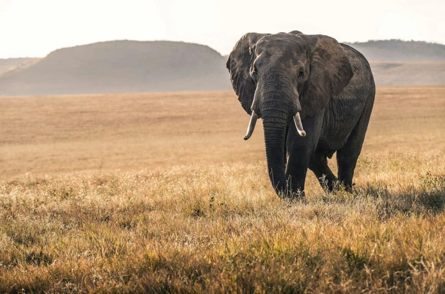 African elephant in the wilderness with Mount Kenya in the background