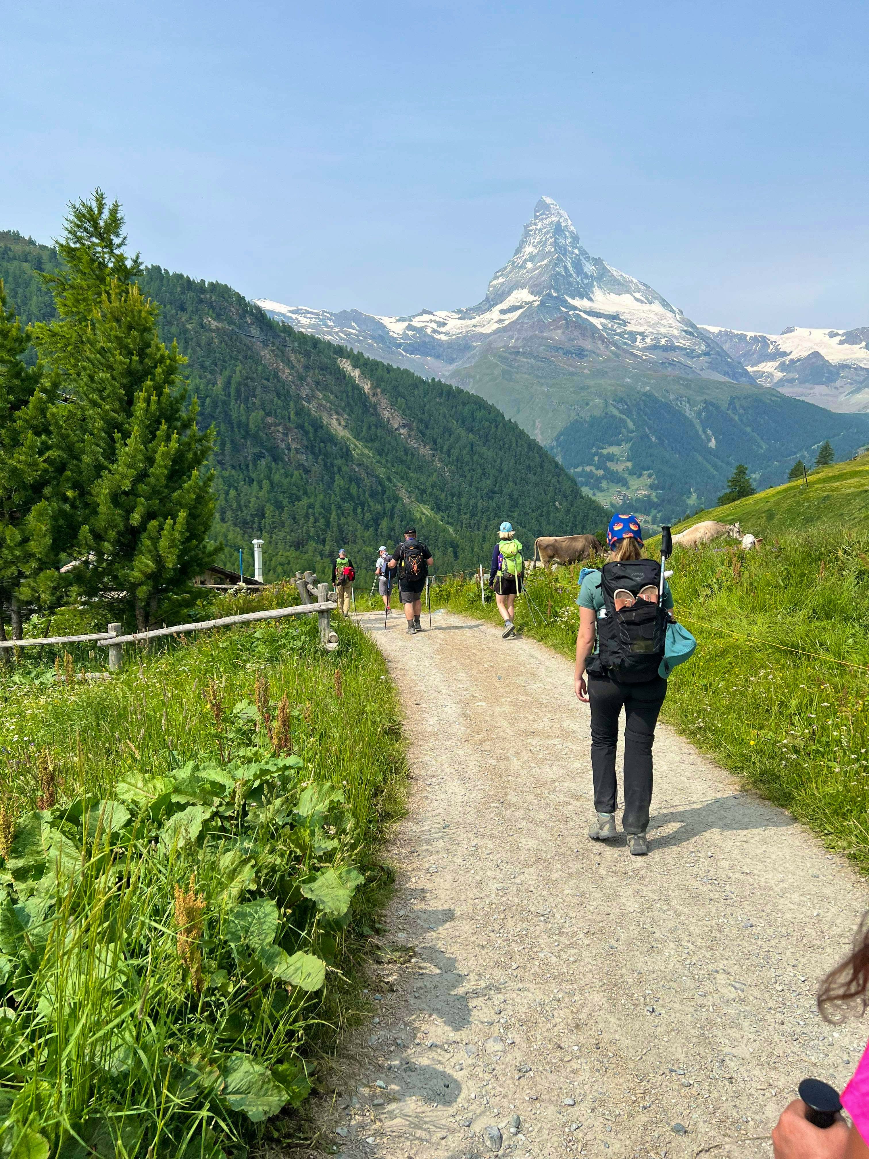Group of hikers walking a trail toward the Matterhorn with a cow nearby
