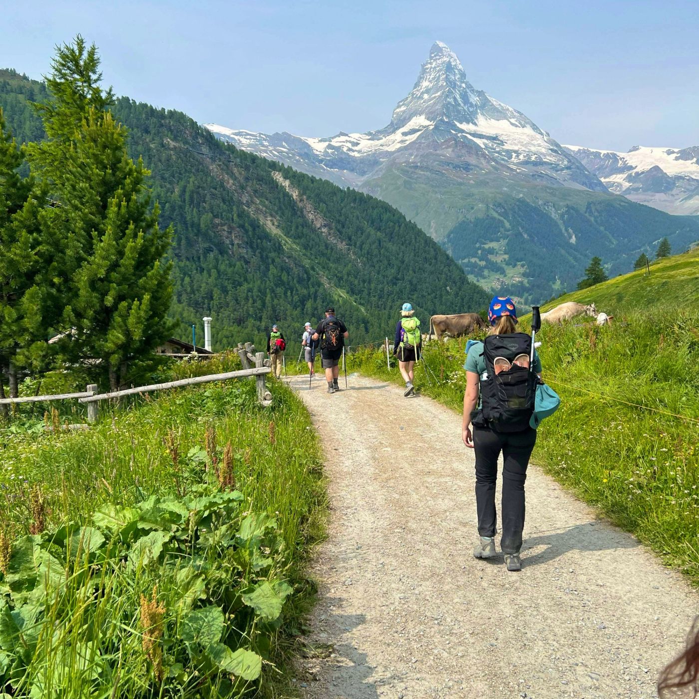 Group of hikers walking a trail toward the Matterhorn with a cow nearby