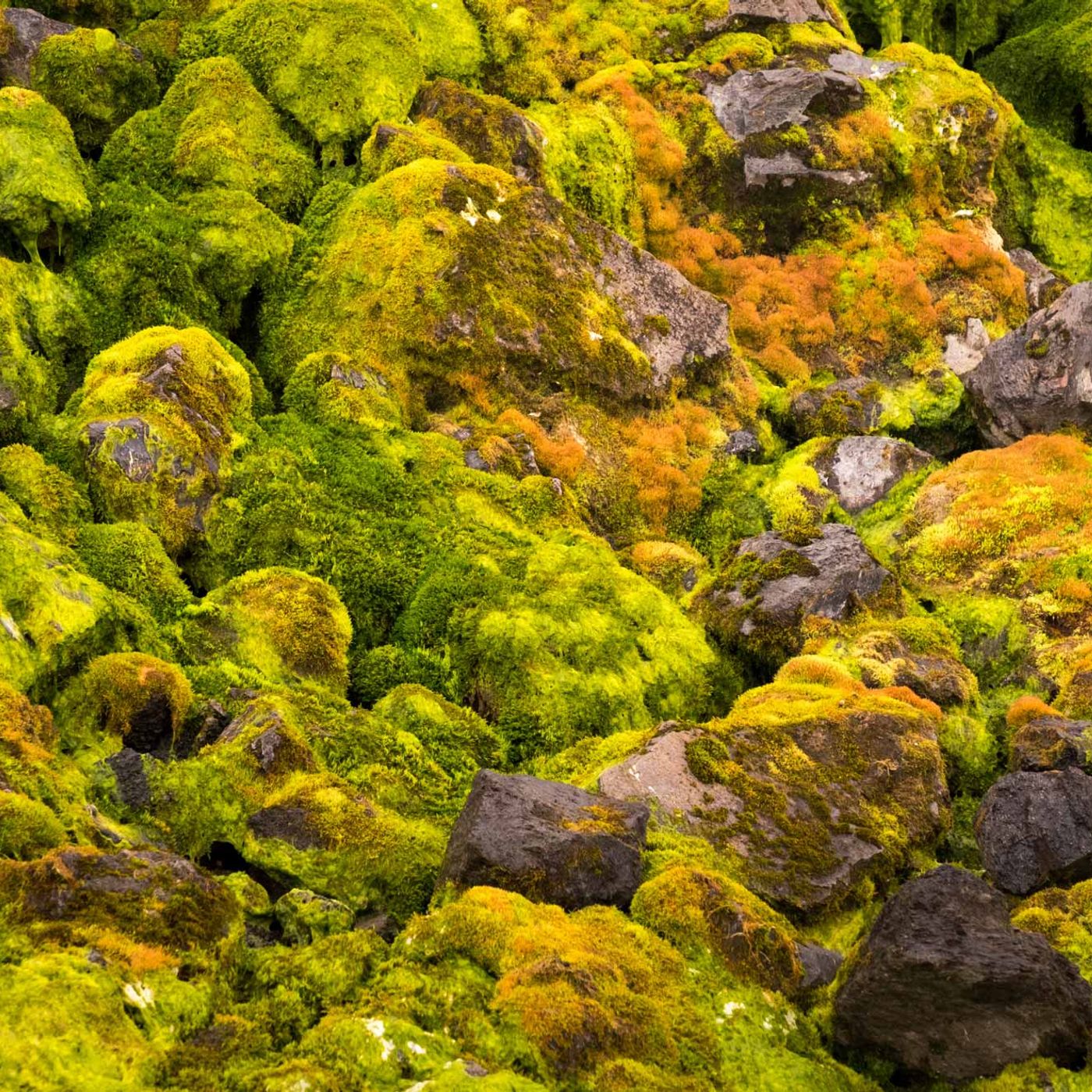 Electric green moss covering black lava rocks