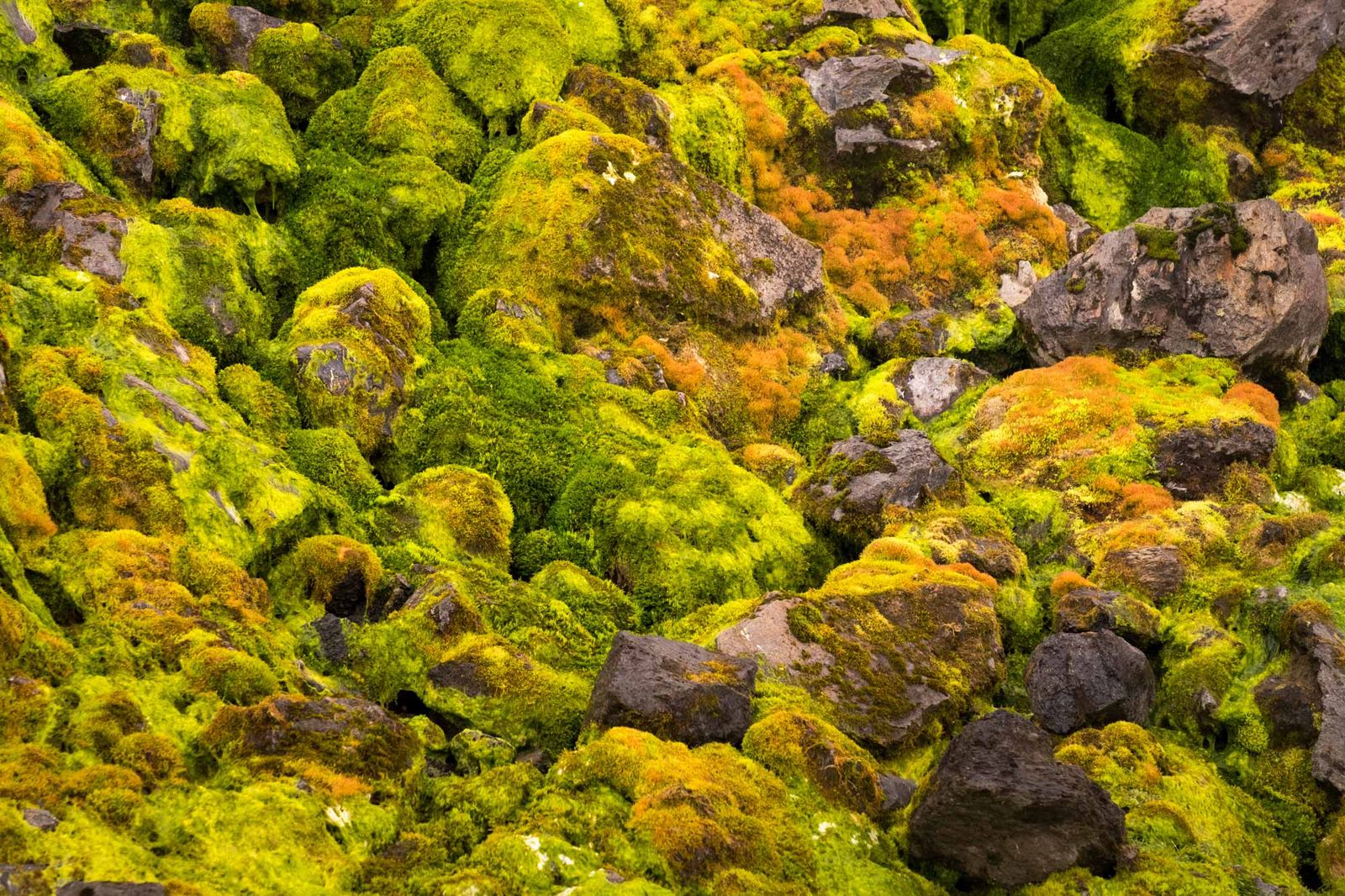 Mossy volcanic rocks texture