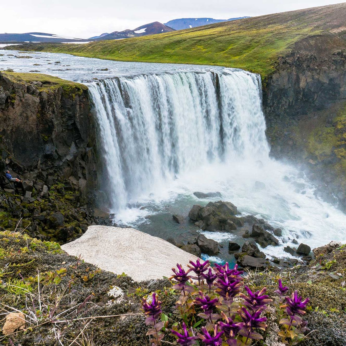 Waterfall surrounded by colorful wildflowers in the Icelandic highlands