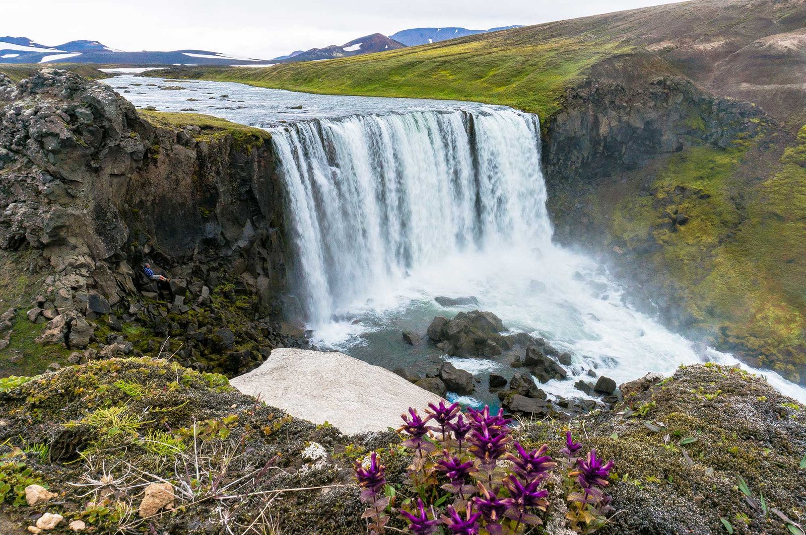 Icelandic waterfall with wildflowers