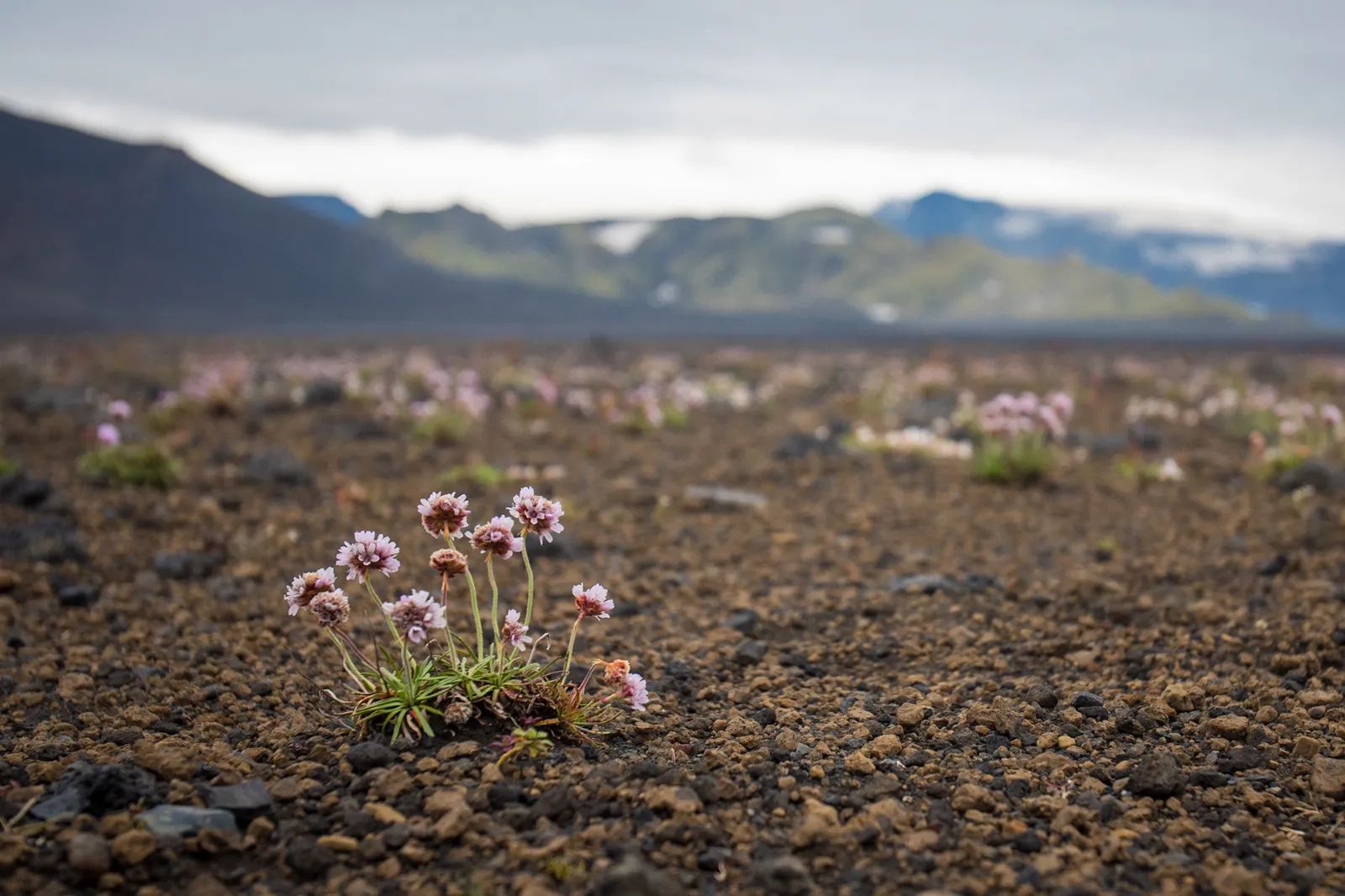 Laugavegur - group hiking landscape mountains and flowers