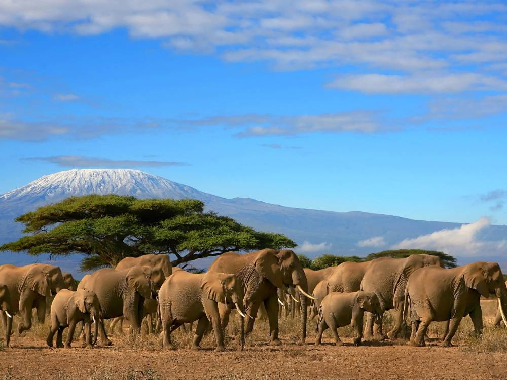 Herd of elephants walking across the savannah with Mount Kilimanjaro in the background