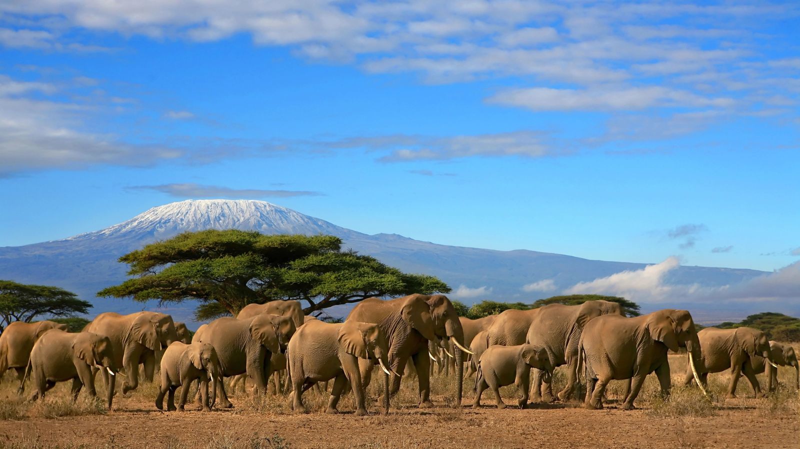 Herd of elephants walking across the savannah with Mount Kilimanjaro in the background