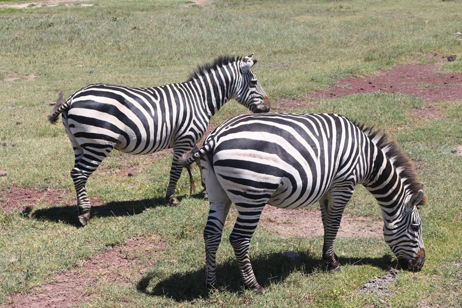 Climb Mount Kilimanjaro - 6 day Marangu Route - Photo 6