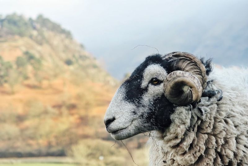 sheep in the countryside