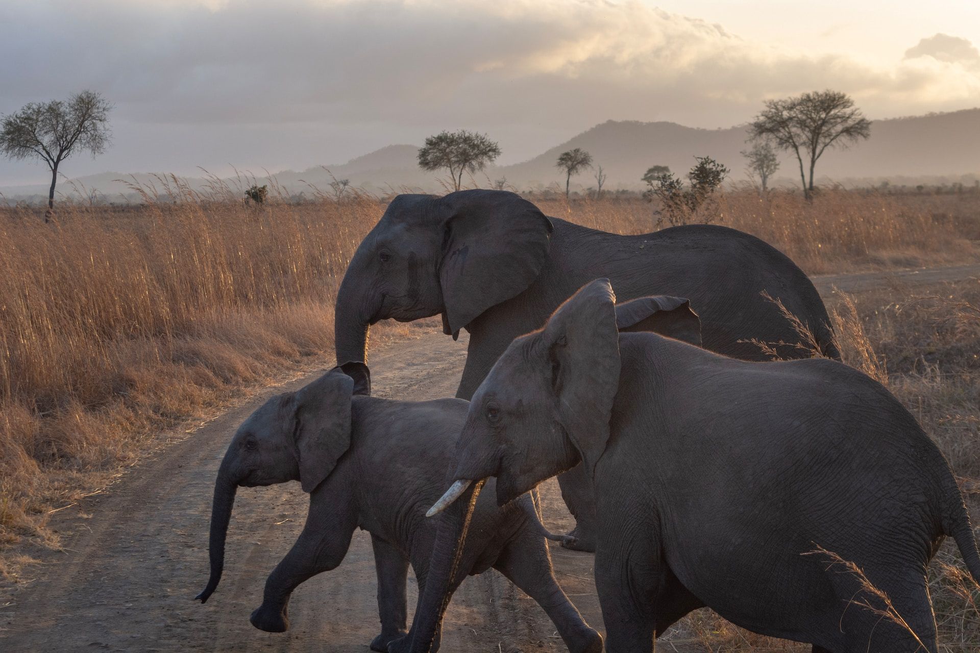 Elephant family crossing a dirt road in Tarangire National Park