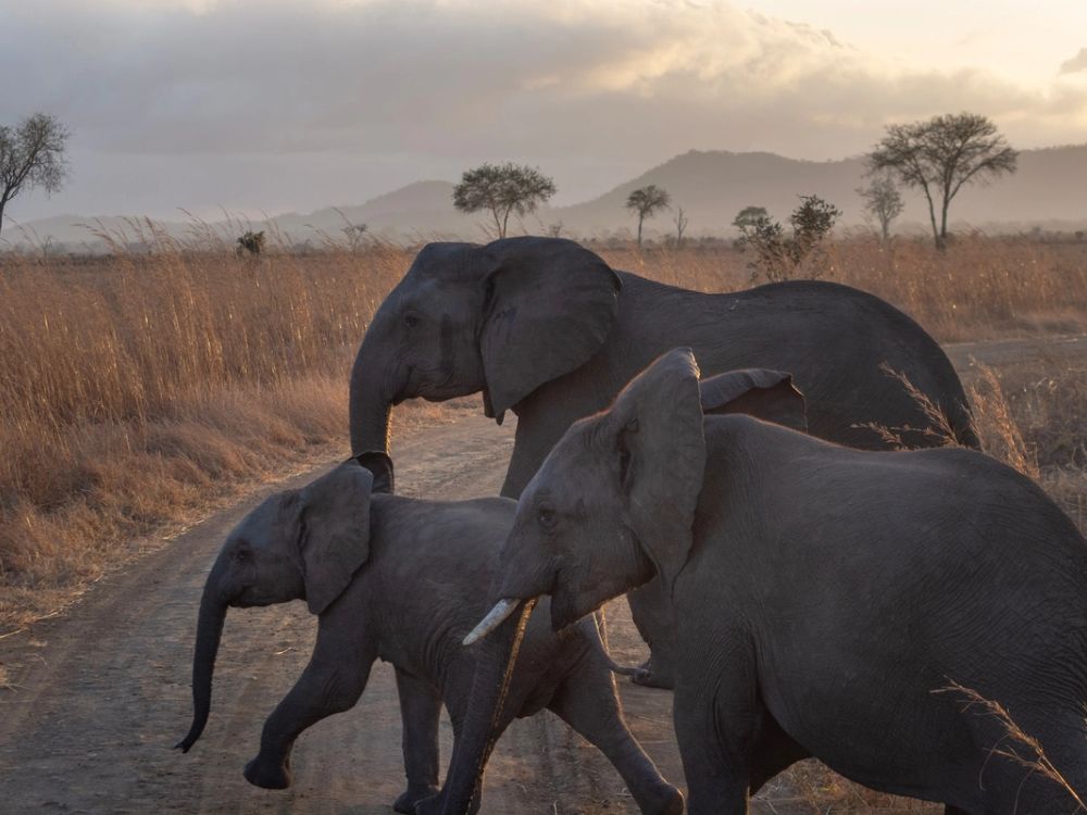 Elephant family crossing a dirt road at sunset in Tanzania