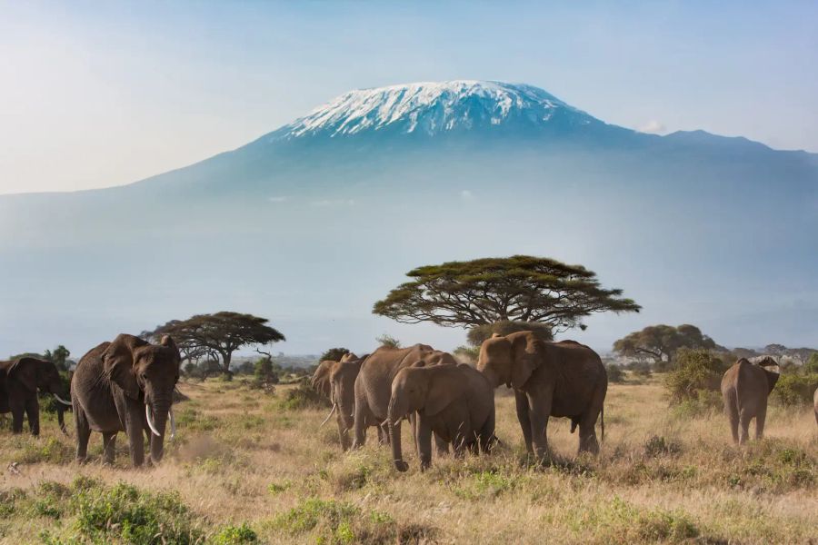 Climb Mount Kilimanjaro - 6 day Machame Route - Gallery Image 4