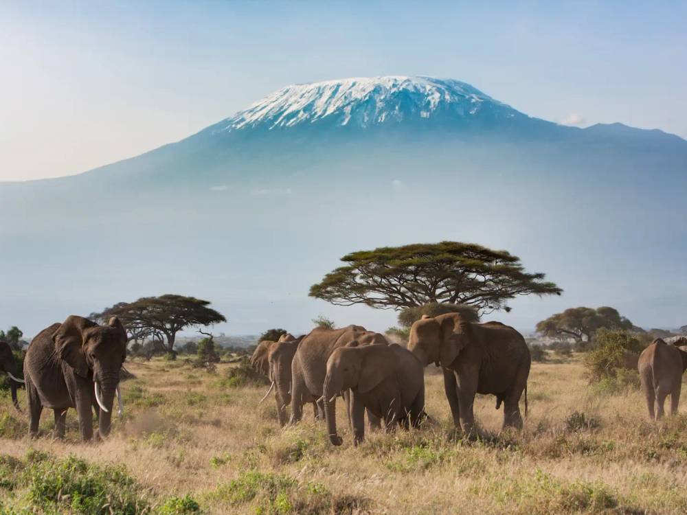Majestic elephants walking across the savanna with snow-capped Mount Kilimanjaro rising in the background