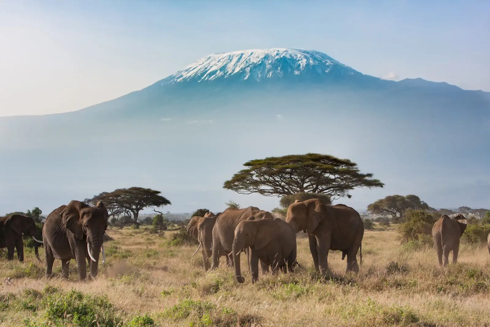 Mount Kilimanjaro Elephants - 1600