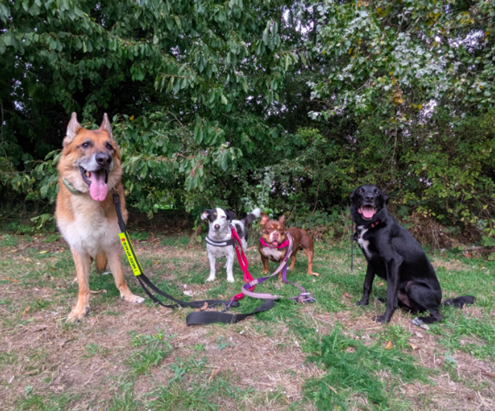 Dog playing in the Adventure Playground