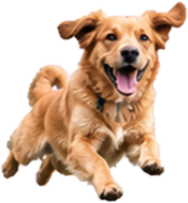 Golden dog leaping