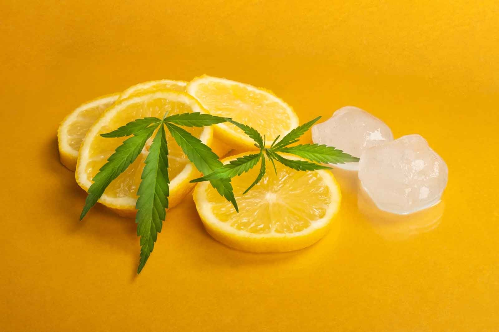 Tout savoir sur les terpènes et le CBD !