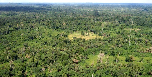Guatemala Está Eligiendo Bosques Sobre Combustibles Fósiles—y el Mundo Debería Prestar Atención