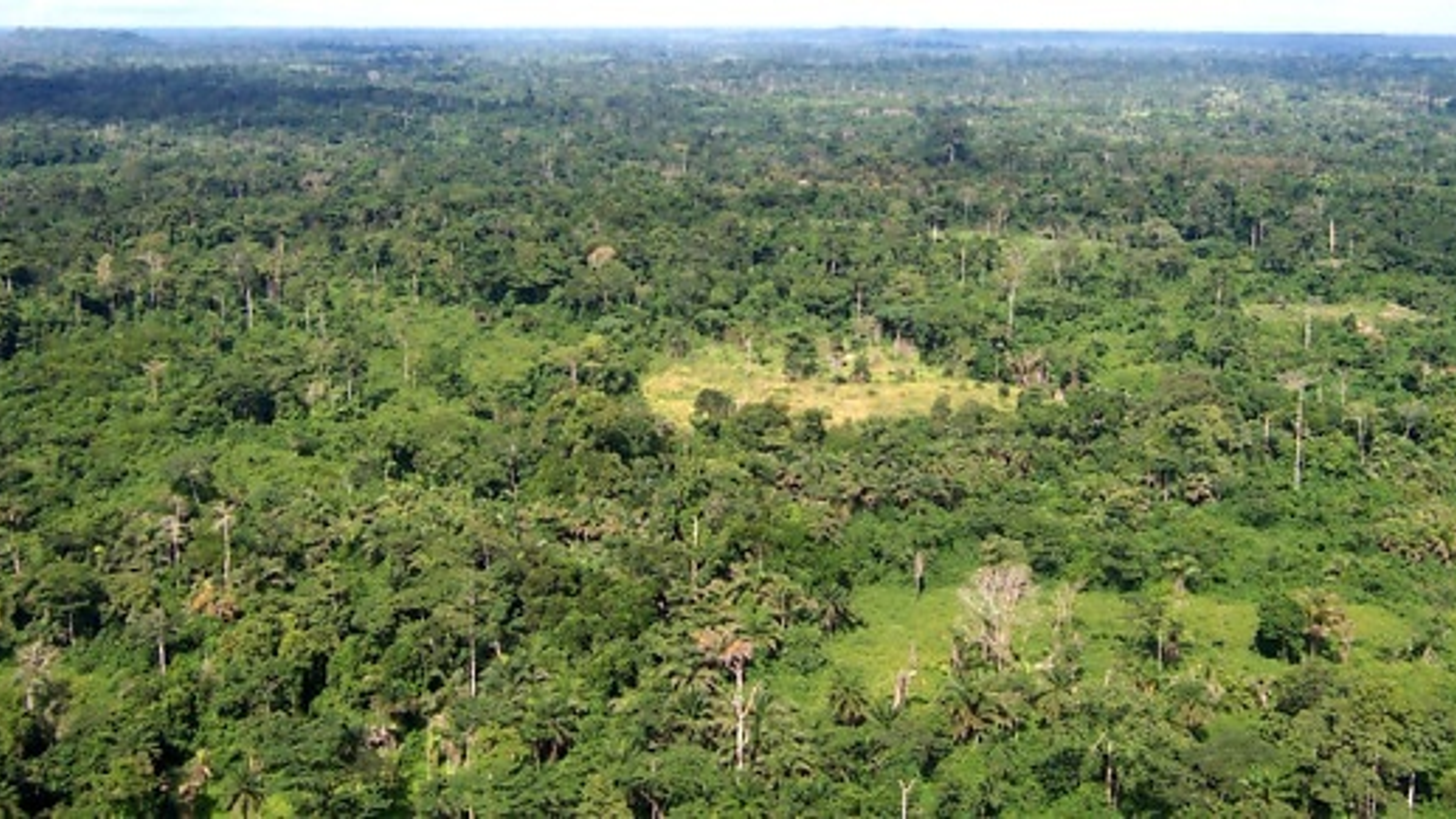 Guatemala Está Eligiendo Bosques Sobre Combustibles Fósiles—y el Mundo Debería Prestar Atención