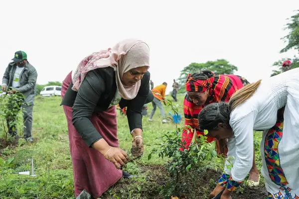 Ethiopia’s Green Legacy Initiative: How 32.5 Billion Trees Are Reshaping Climate Action in Africa