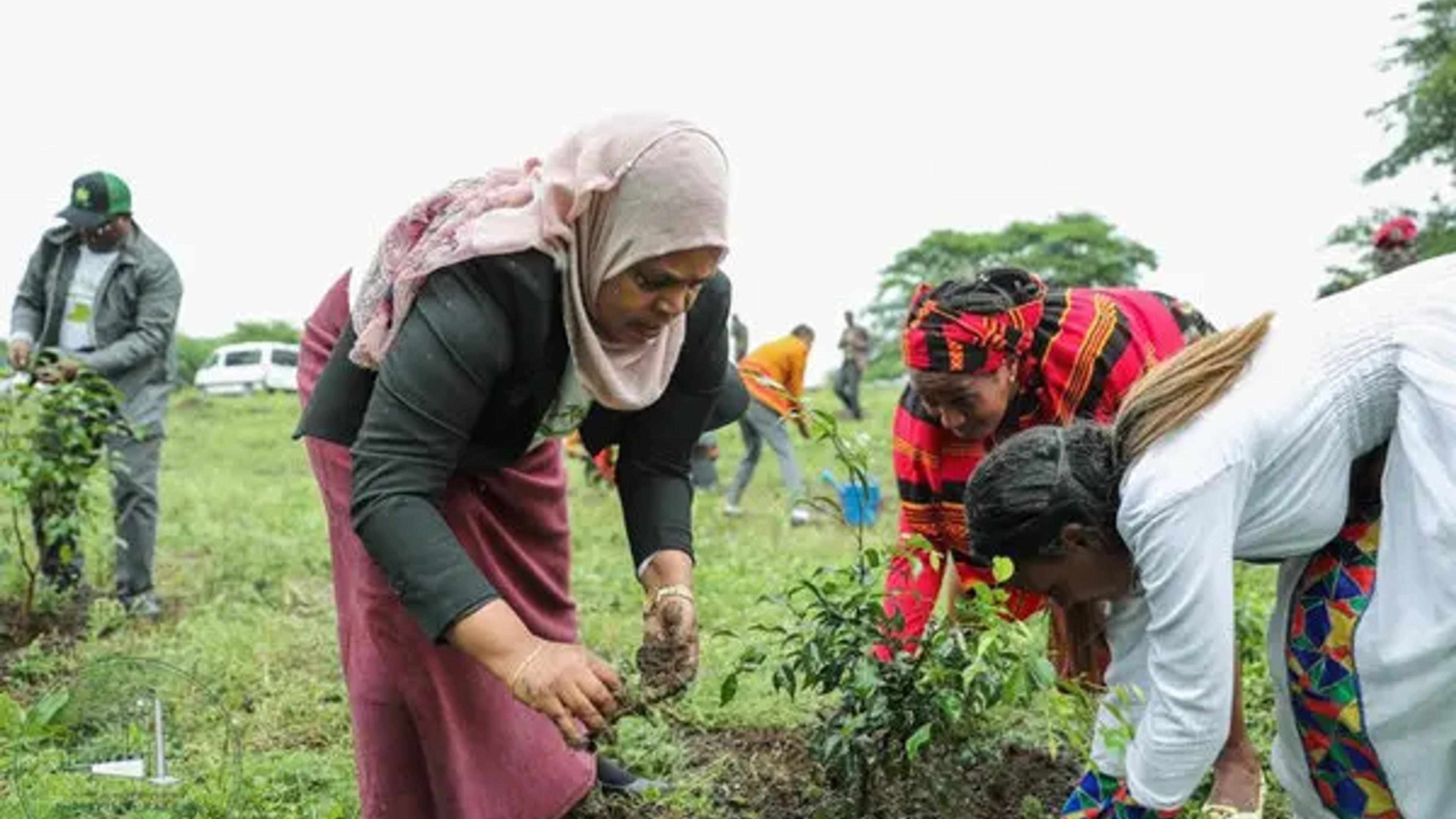 Ethiopia’s Green Legacy Initiative: How 32.5 Billion Trees Are Reshaping Climate Action in Africa
