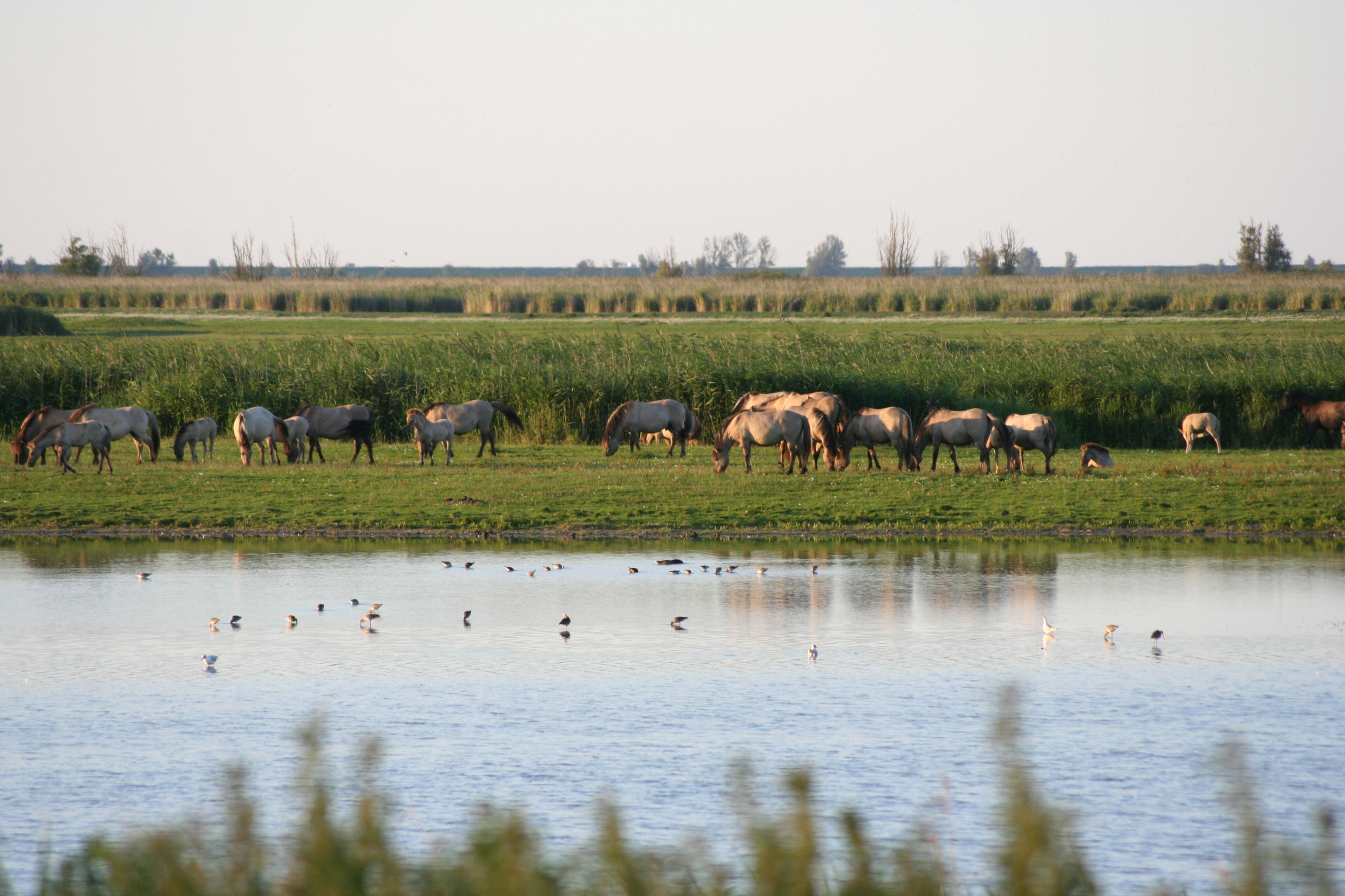 Wild horses grazing beside a wetland, supporting natural rewilding.