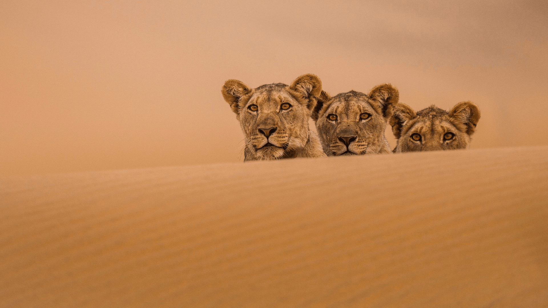 lions in the sahara reel wild 