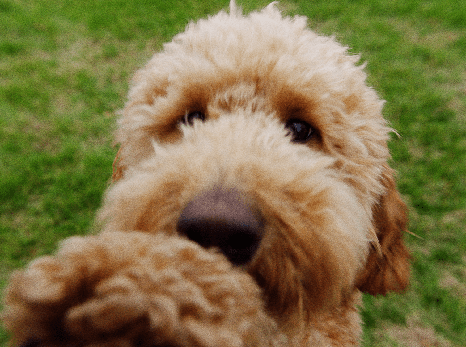 tyson nugget commercial