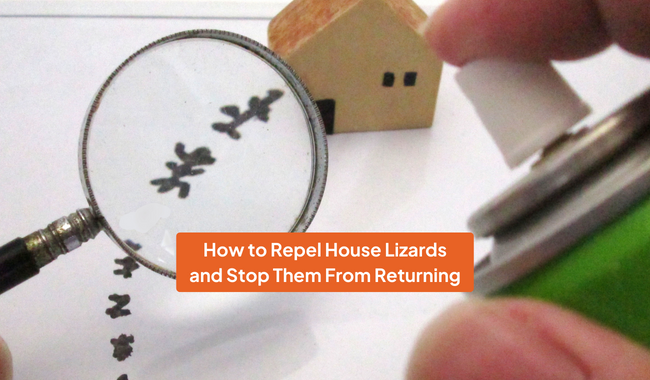 11 Simple & Natural Ways To Get Rid Of Lizards At Home