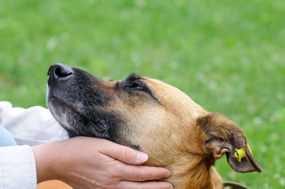 Up to 10X Surge in Animal Adoption and Fostering Interest