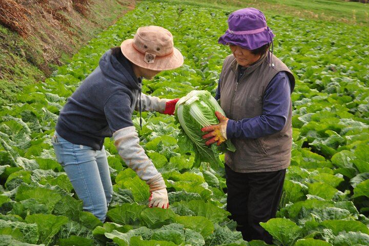 Family-Farm Kimchi-Making Class in Seoul, Seoul — photo 1