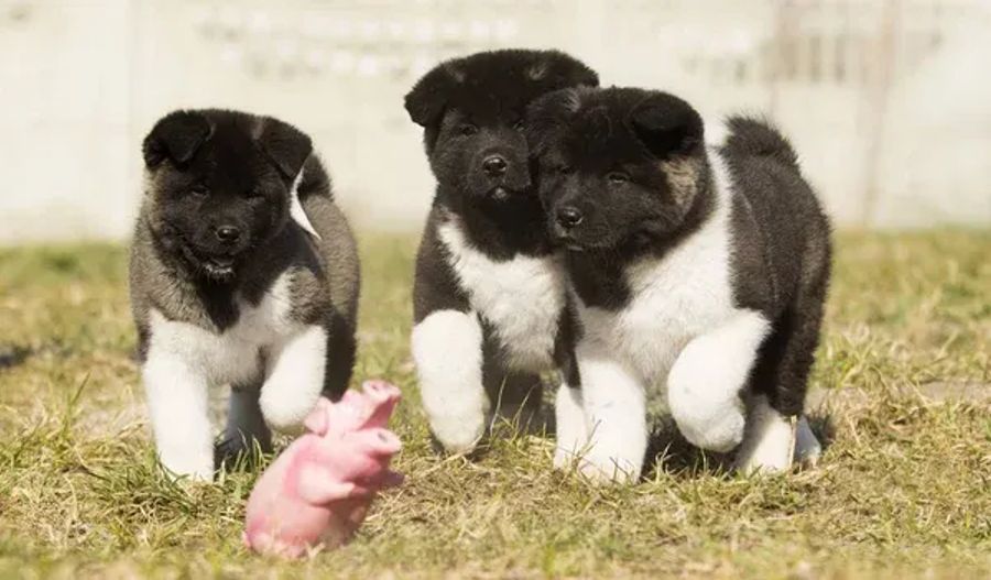 Cachorro de akita americano