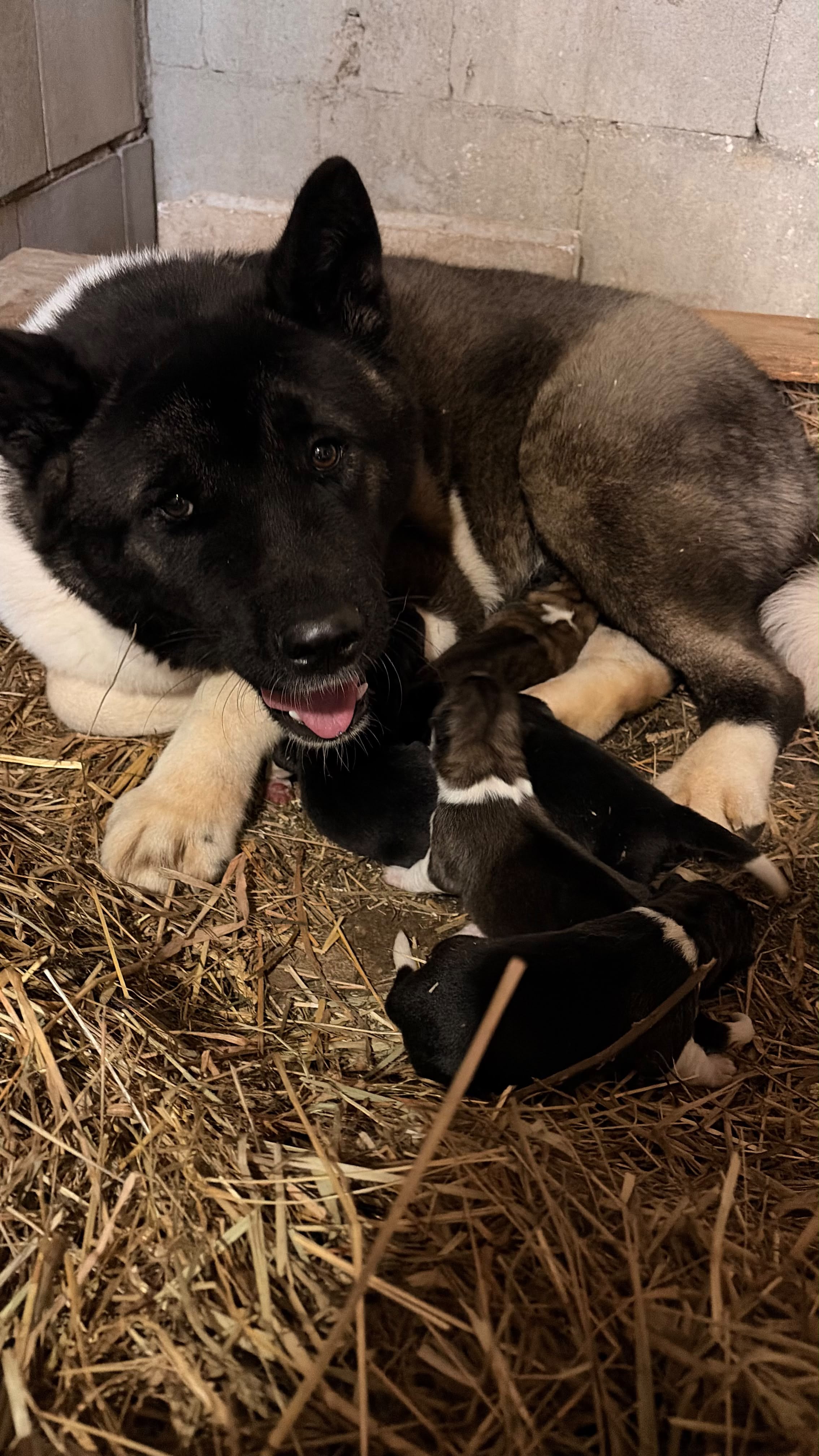Madre Principal, akita americano