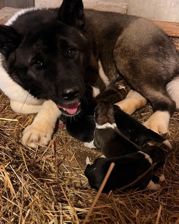 Madre Principal, akita americano