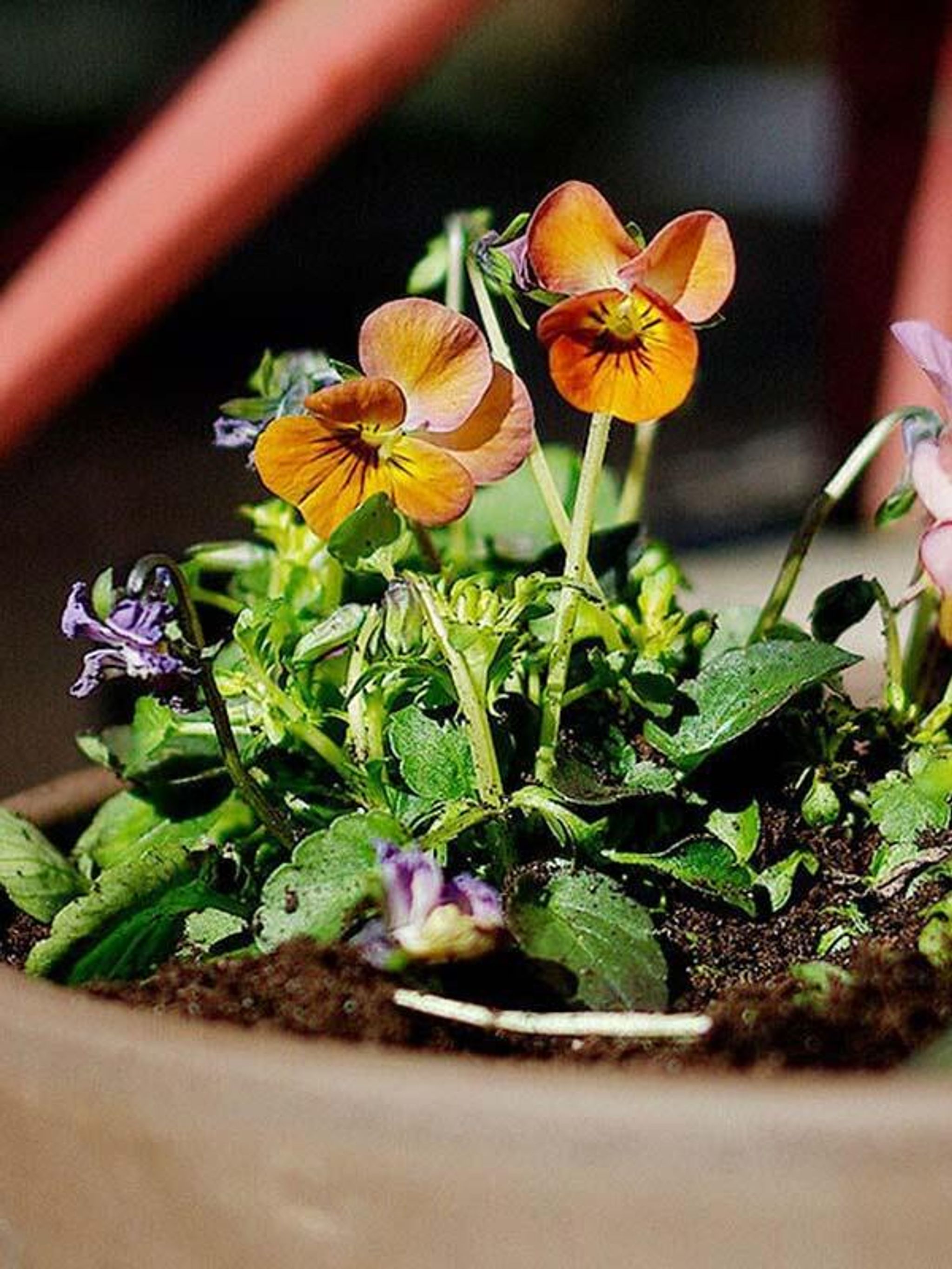 Blomsterfrø å så tidlig på høsten