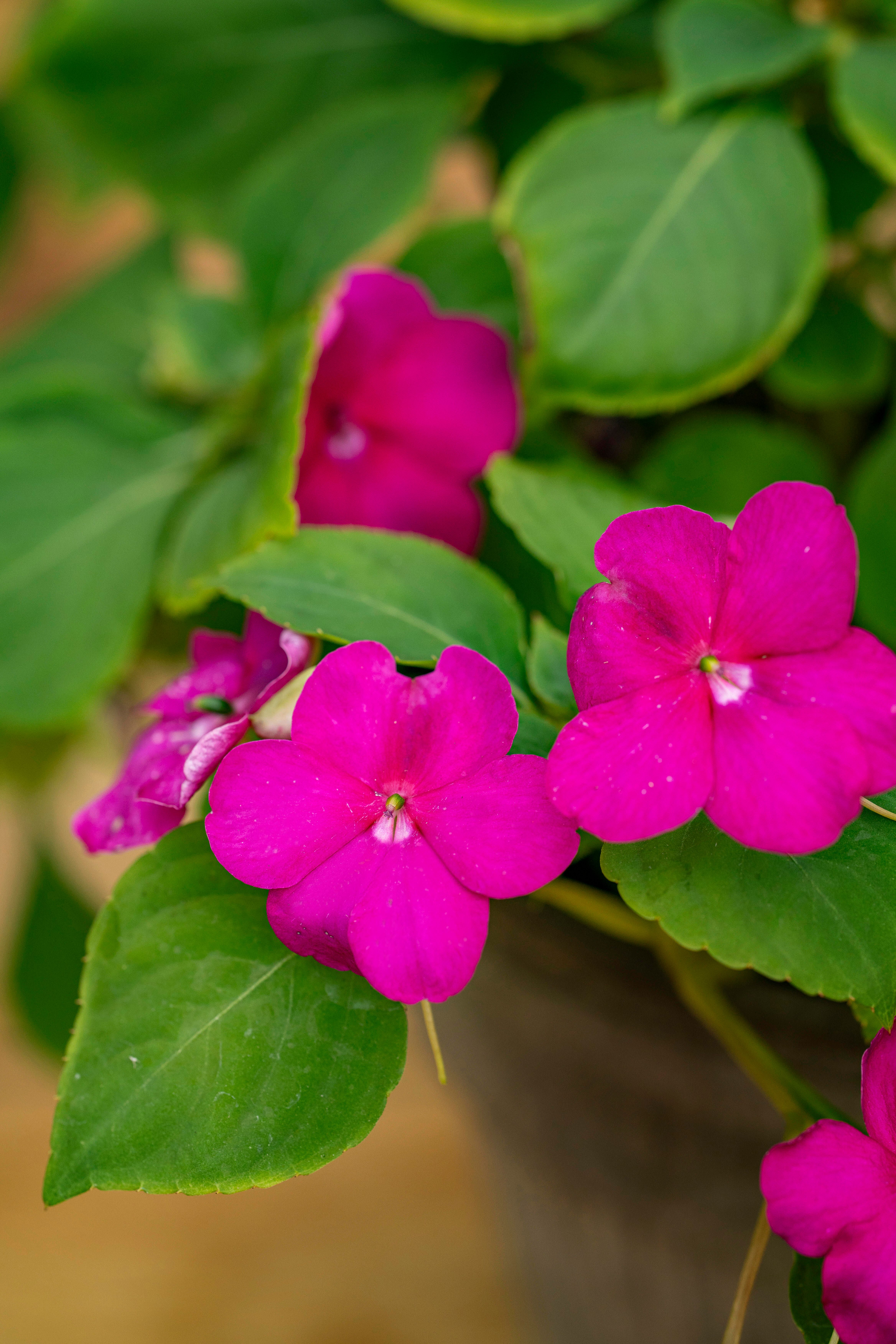 Flitiga Lisa/Impatiens 2