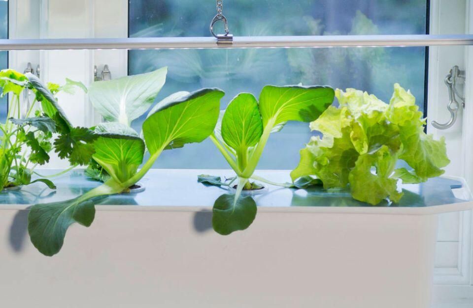 Vilka sorter är lämpliga för hydroponisk odling?