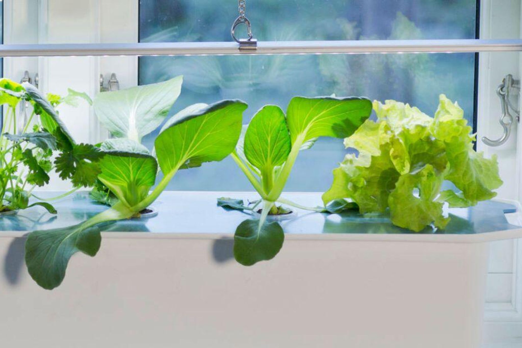 Vilka sorter är lämpliga för hydroponisk odling?