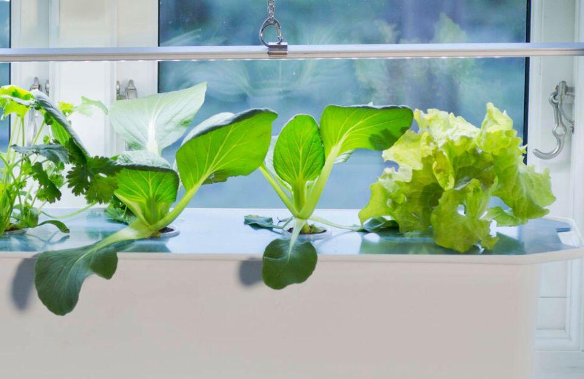 Vilka sorter är lämpliga för hydroponisk odling?