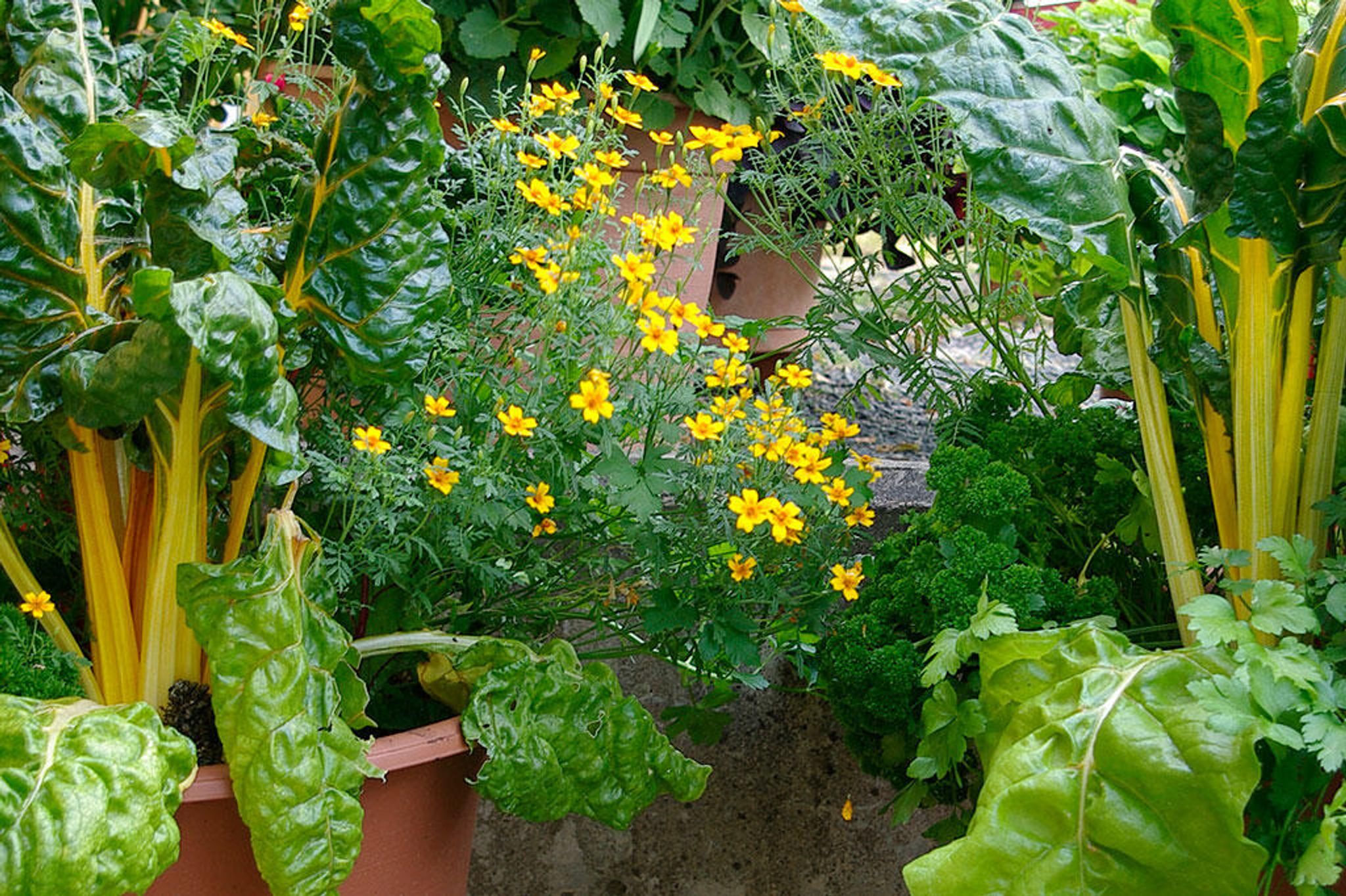 Bladbede i potte sammen med fløjlsblomst og bredbladet persille.