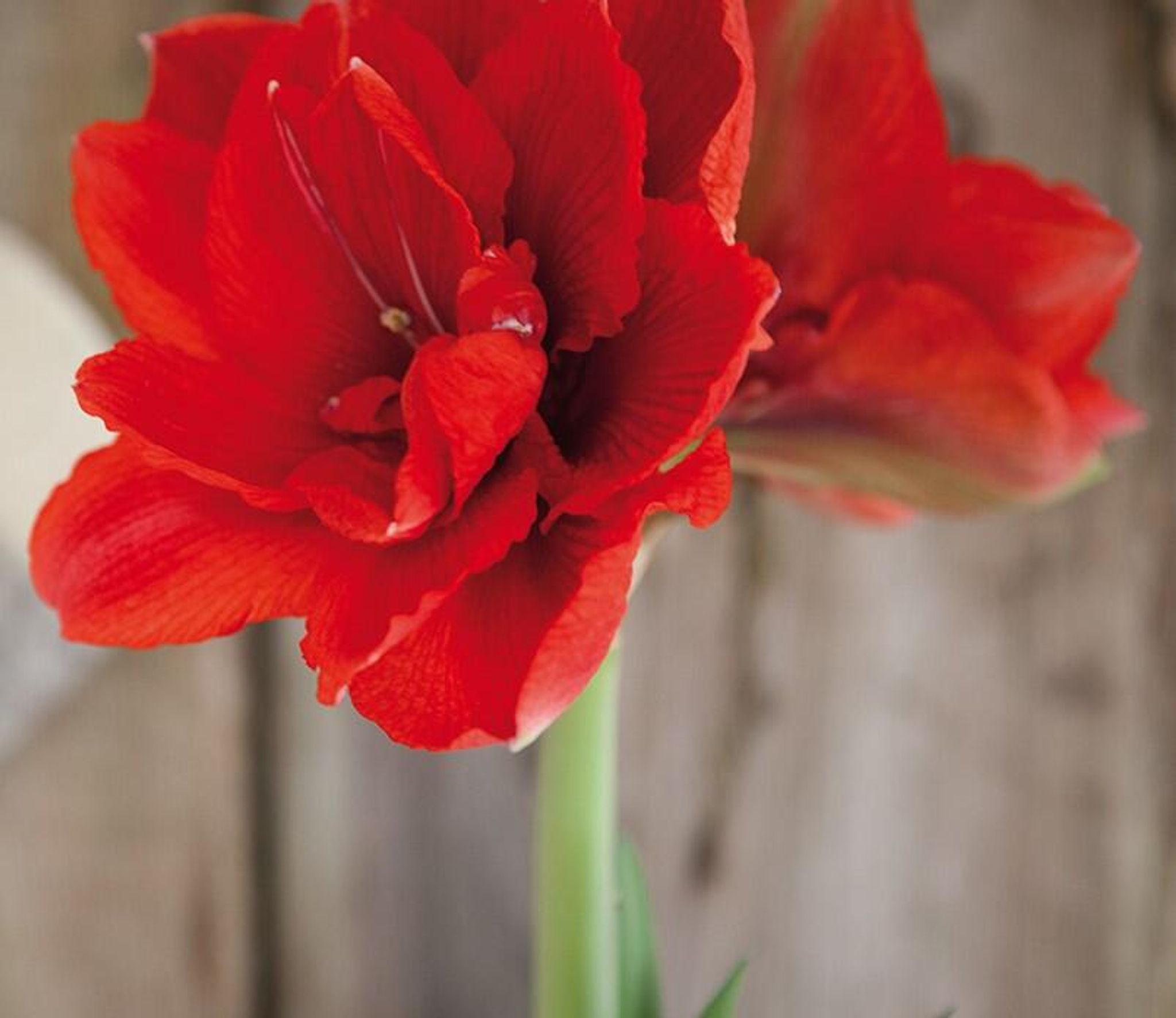 Amaryllis