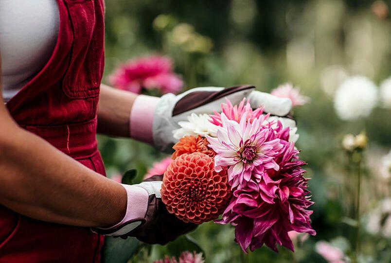 Dyrk dahlia i potte