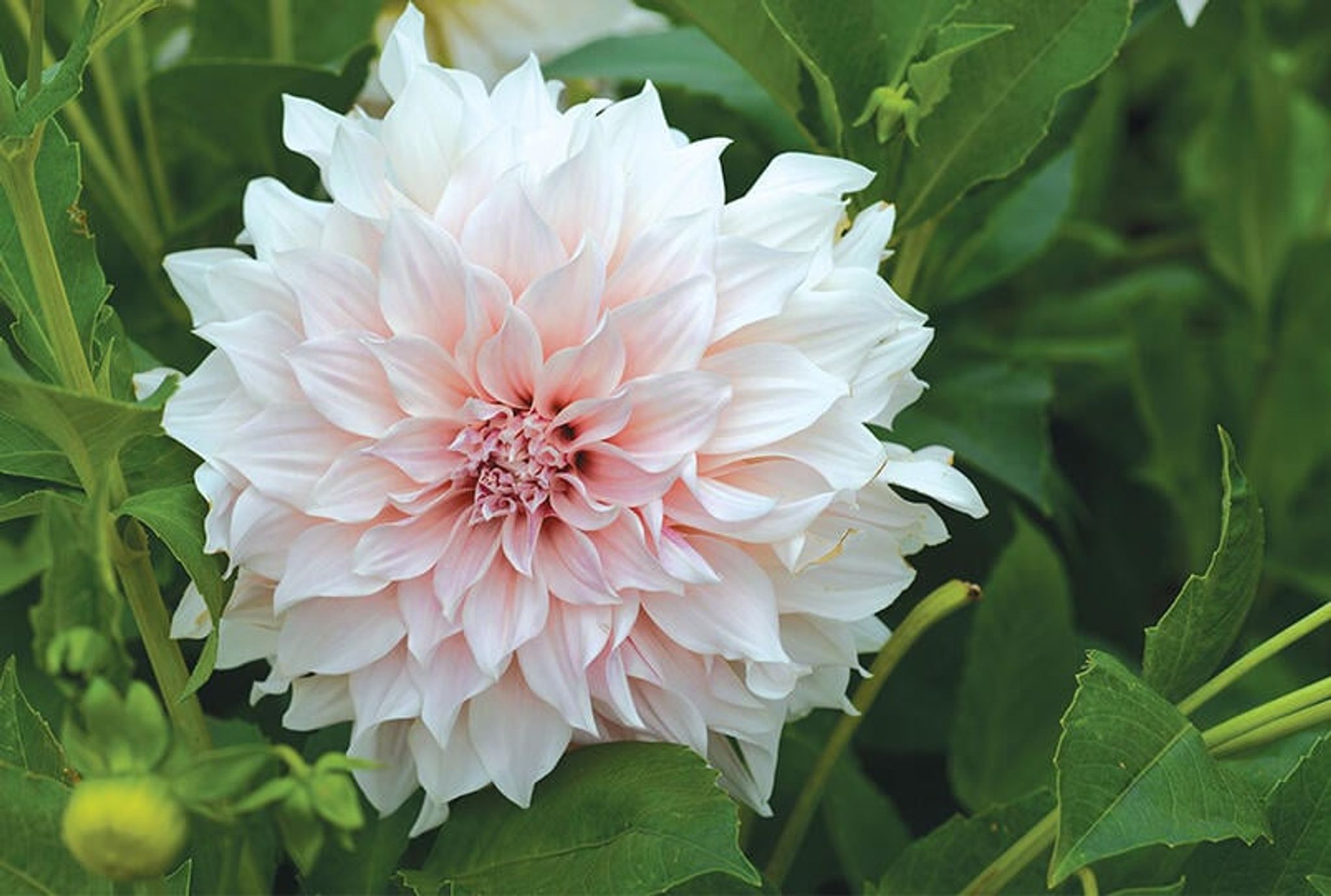Odla dahlia i kruka