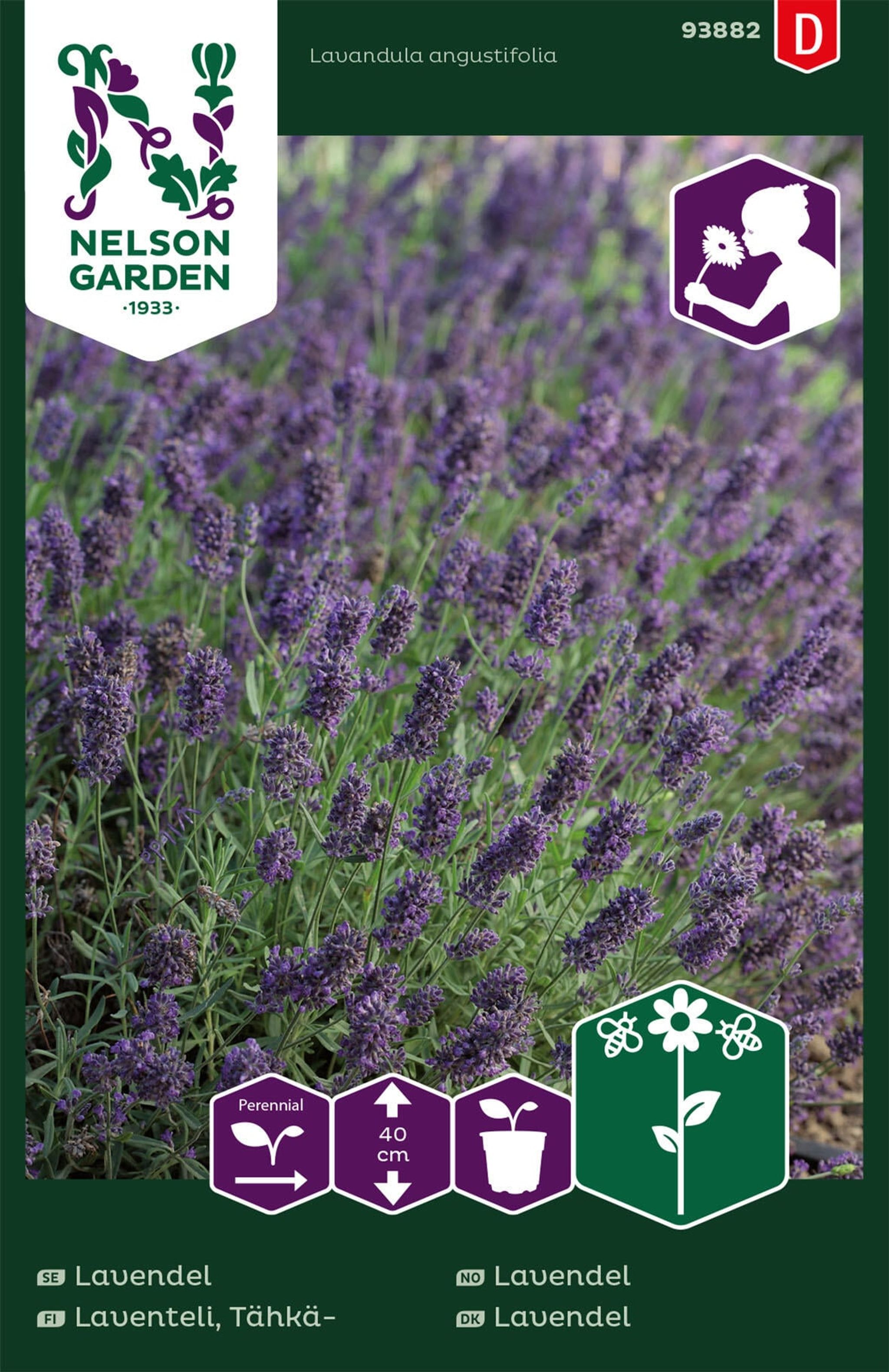Ægte lavendel