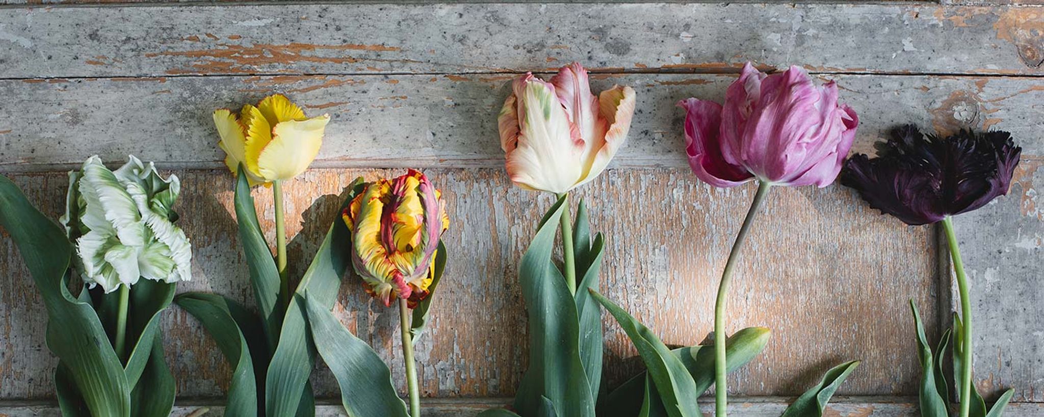 La hagen blomstre i vår